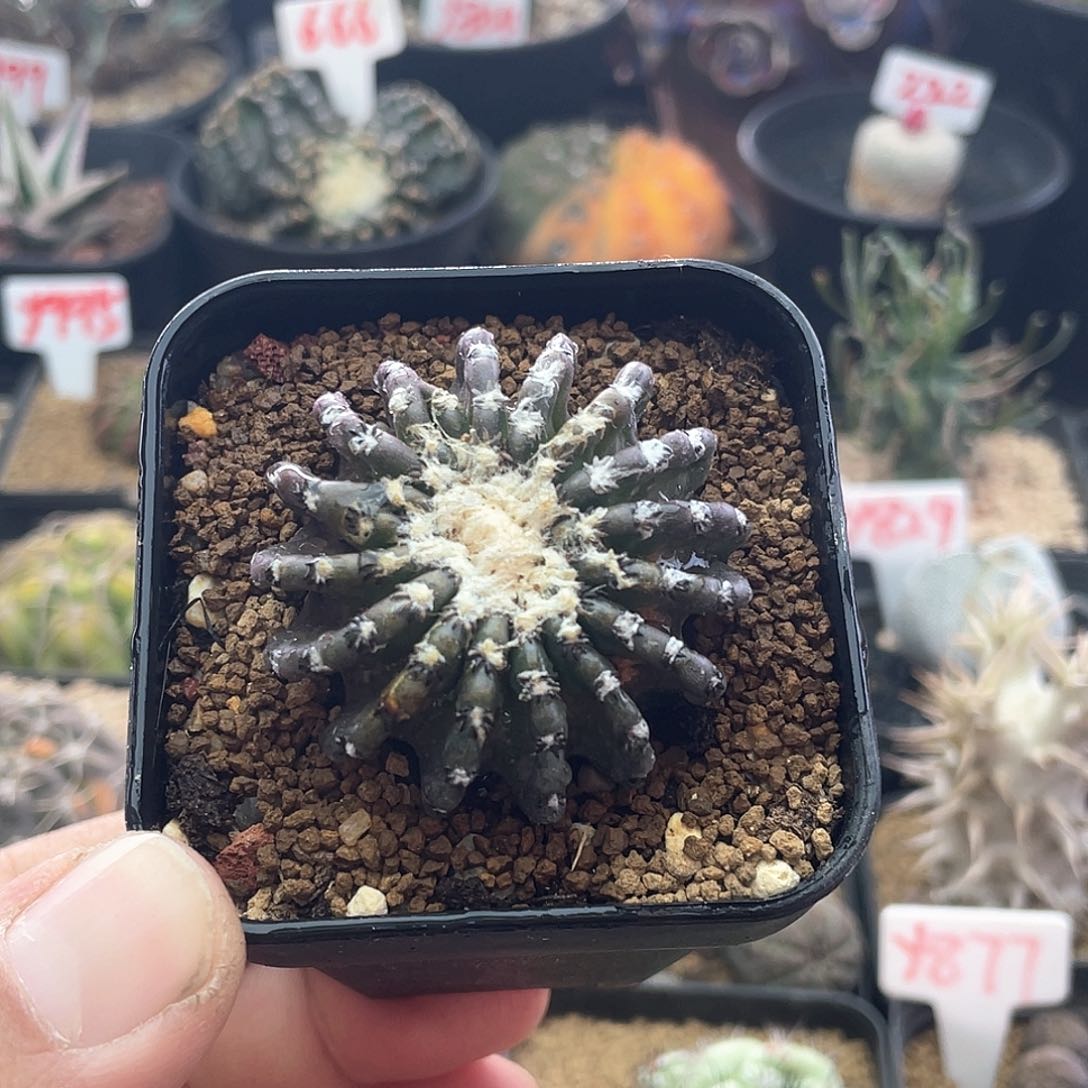 雪顶奇特球仙人球多肉