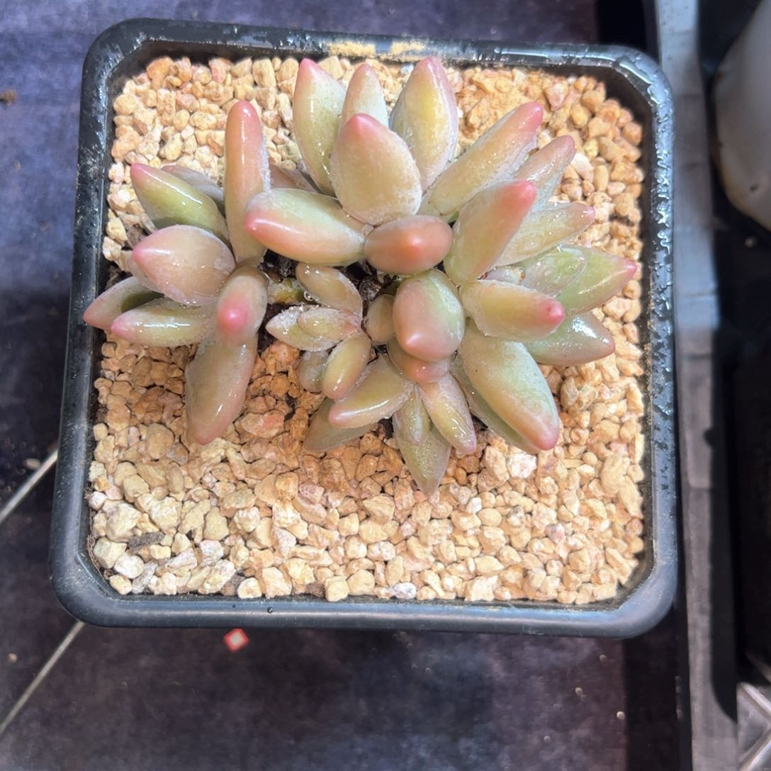 ?***鲤多肉植物多肉植物