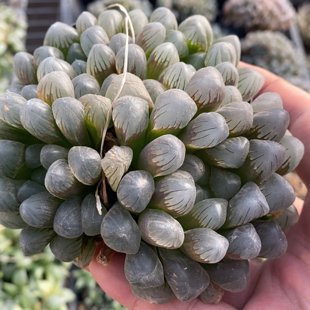 相****2840 一盆新粉福利 