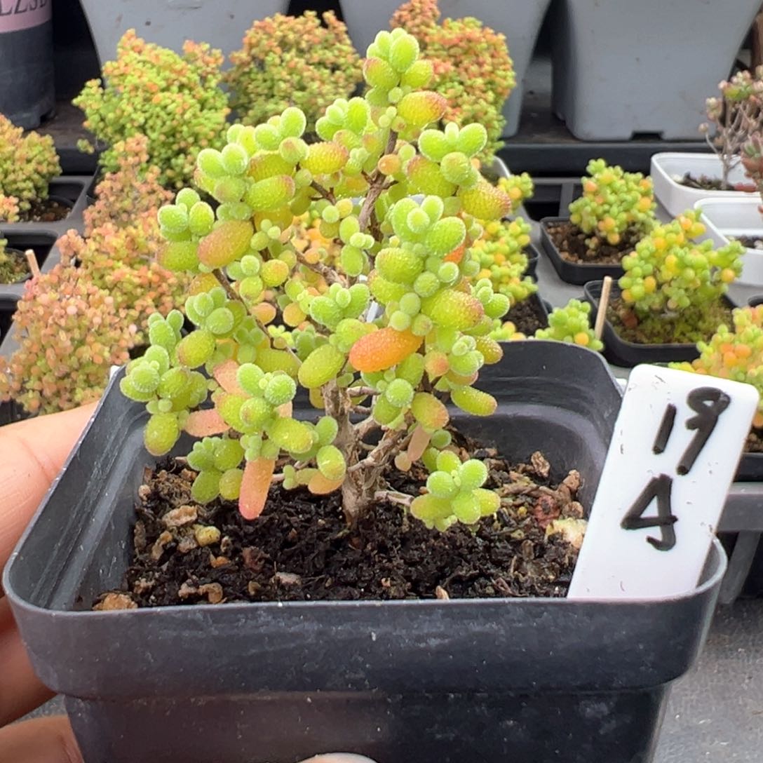 金桔糖球19号6.5厘米盆