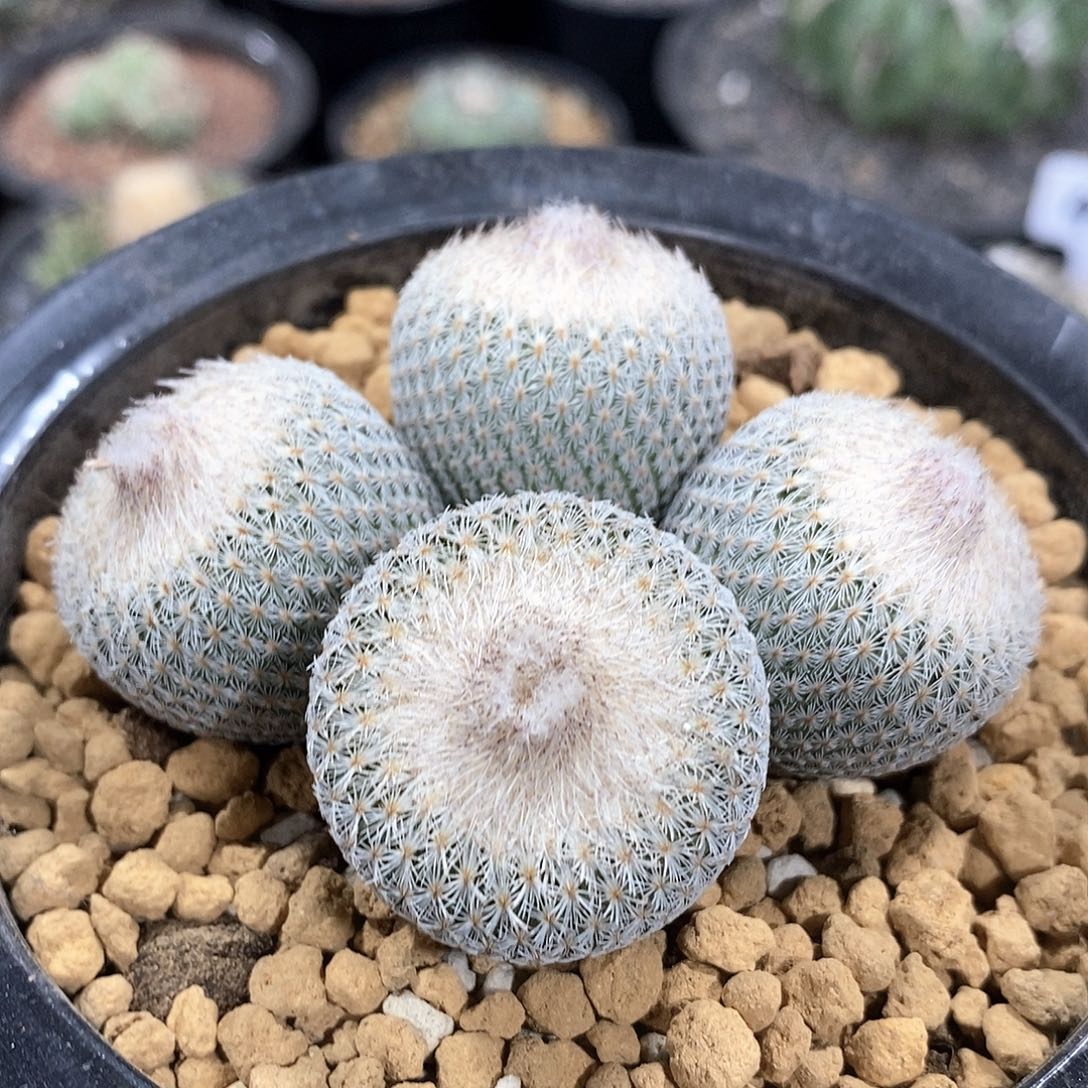 实生月世界群仙人球