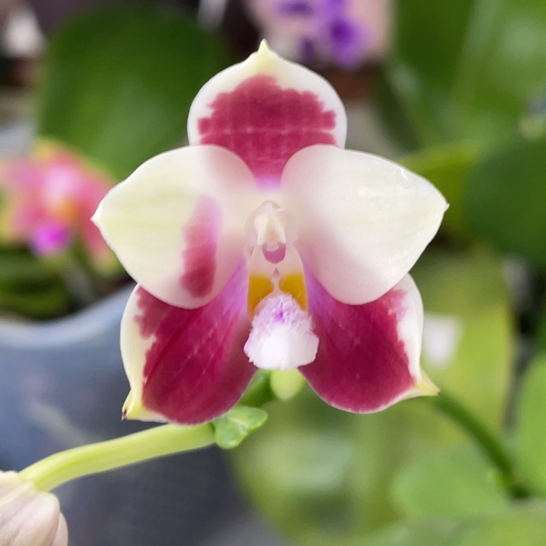 完全开放056咖啡盾交蓝孔雀