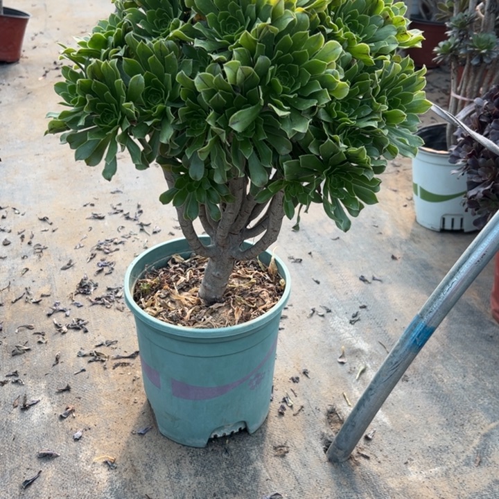 73原始绿多肉多肉多肉多肉多肉