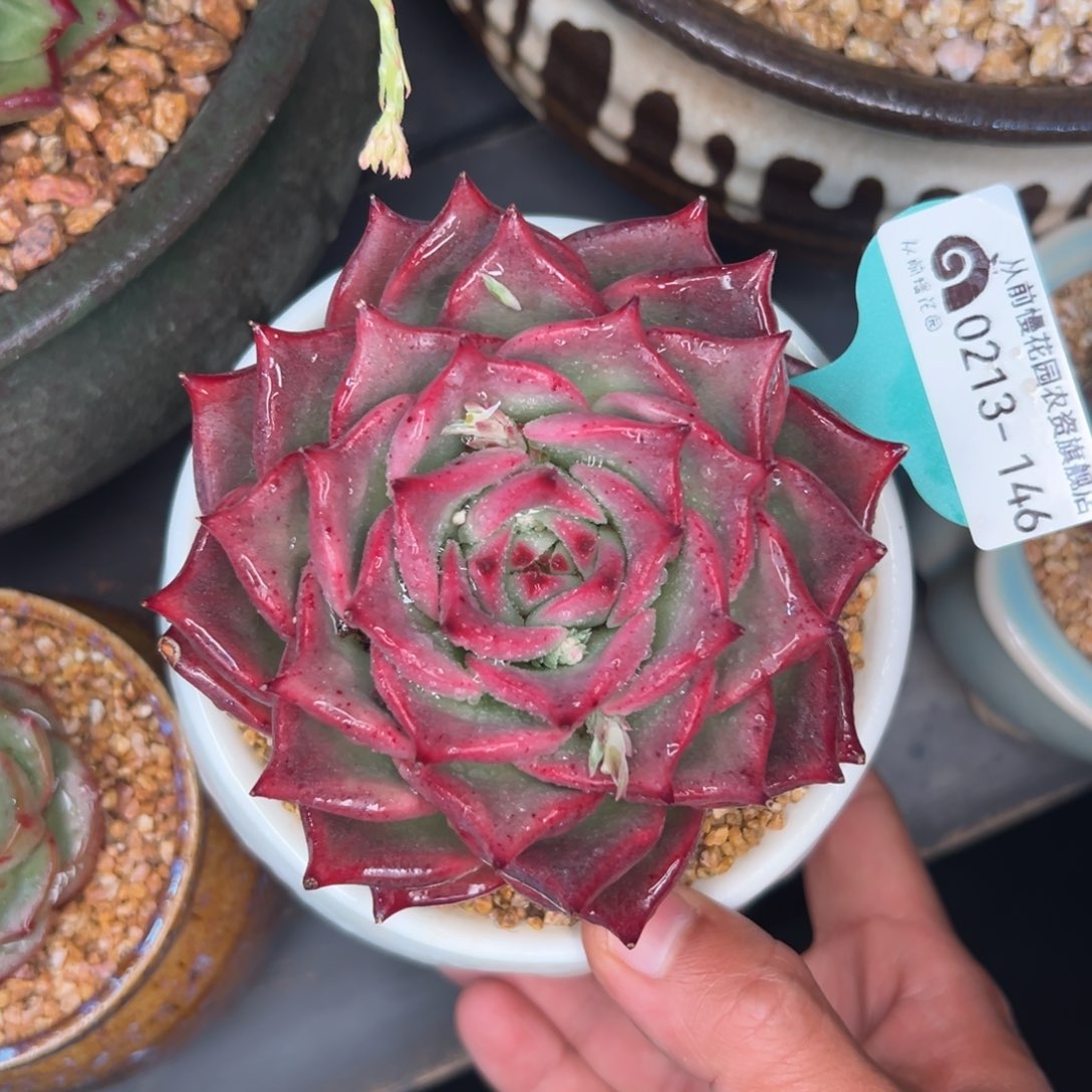 多肉一物一拍0213-146