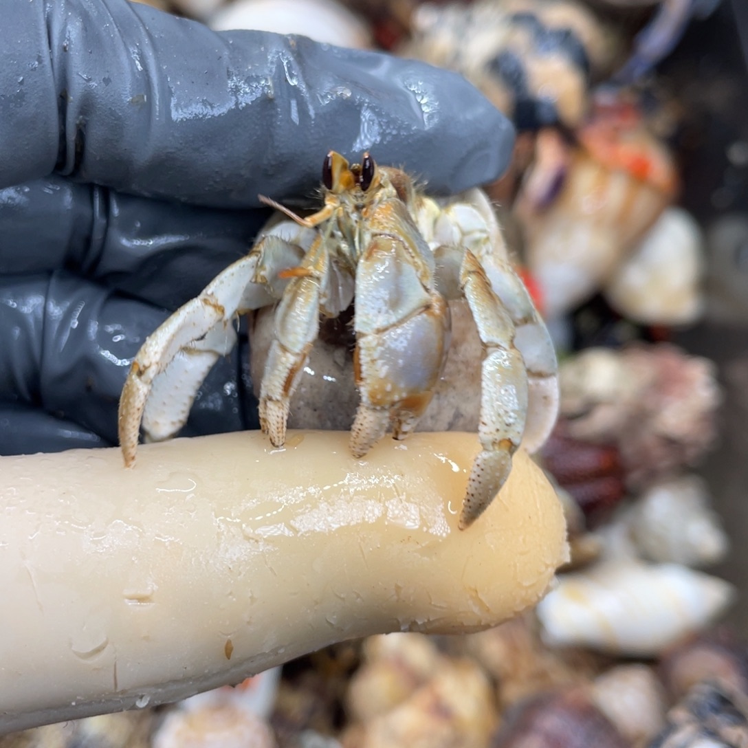 不退不换活体宠物73