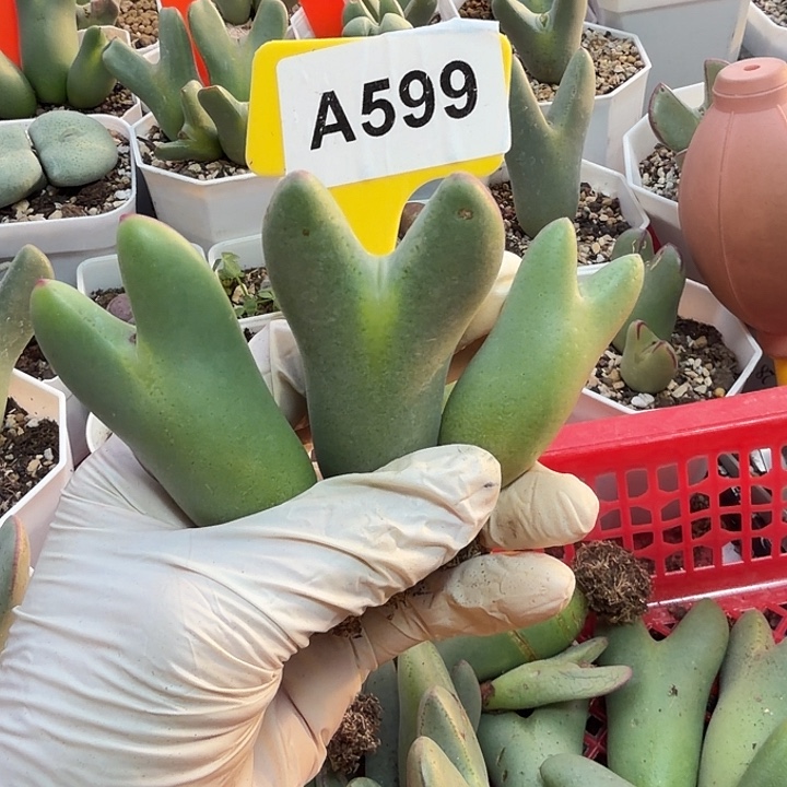 用***9599mmmmmmmmmmmmmmmmmmm