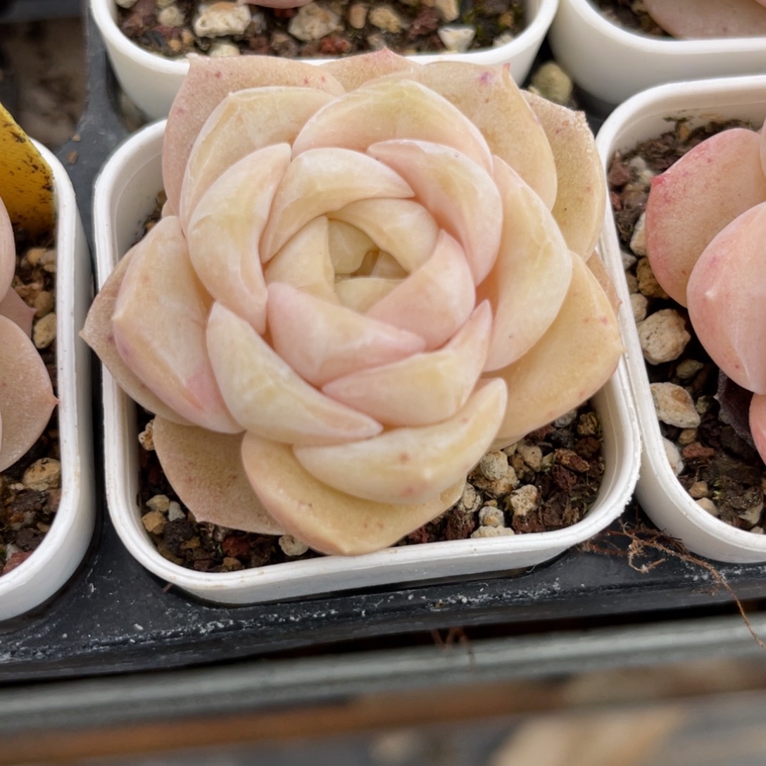 优选拇指杯良辰多肉2638