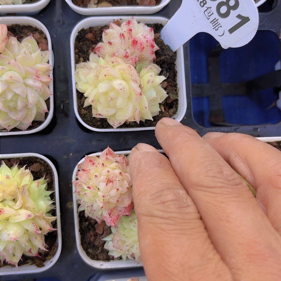 D581麦秆一物一拍