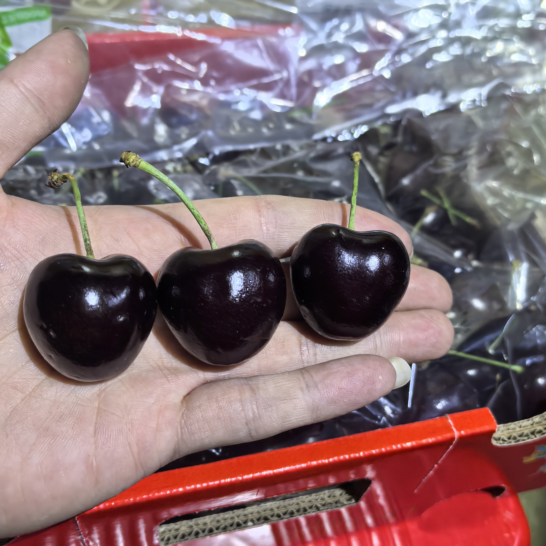 智利海运桑提娜车厘子4JD2.5KG同城配送智利