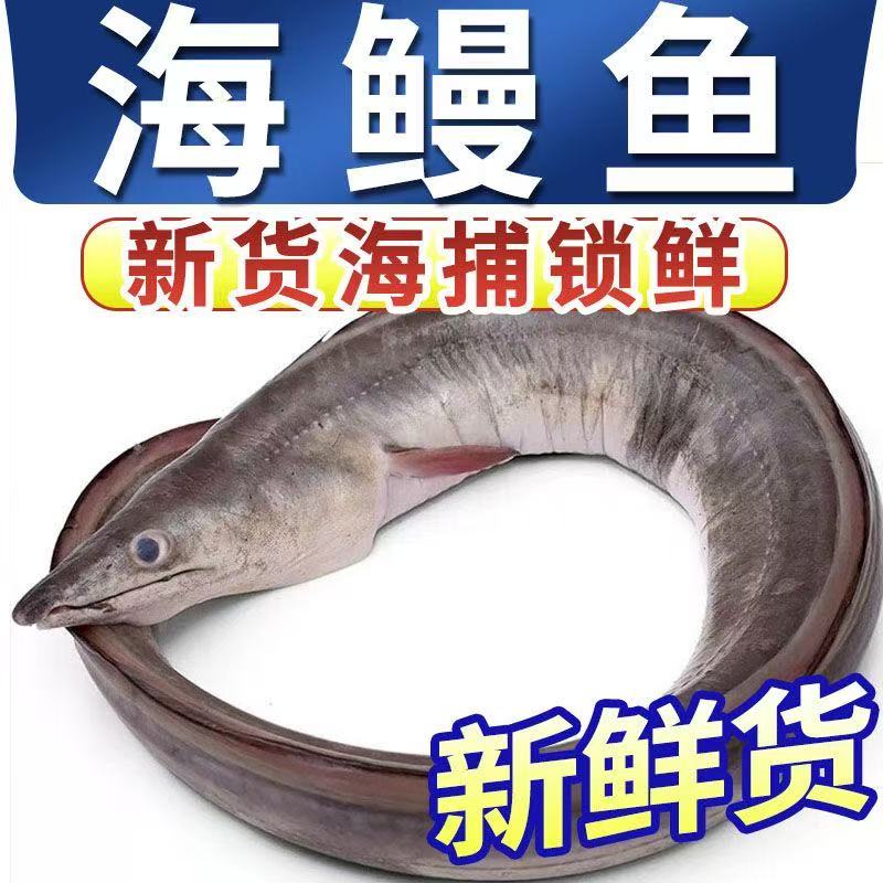 汕尾本港野生大鳗鱼白鳗鱼本港-2