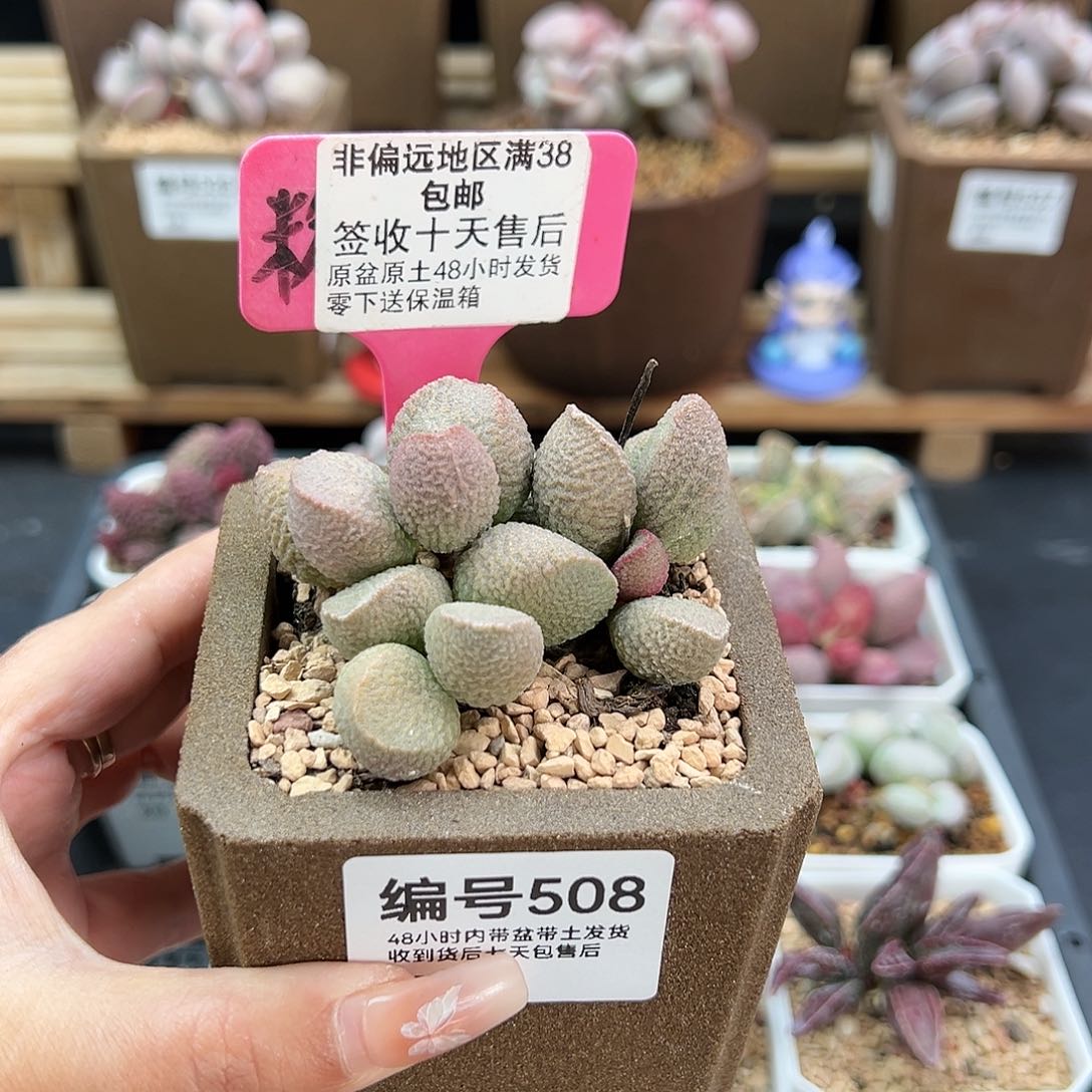 508月熙多肉植物