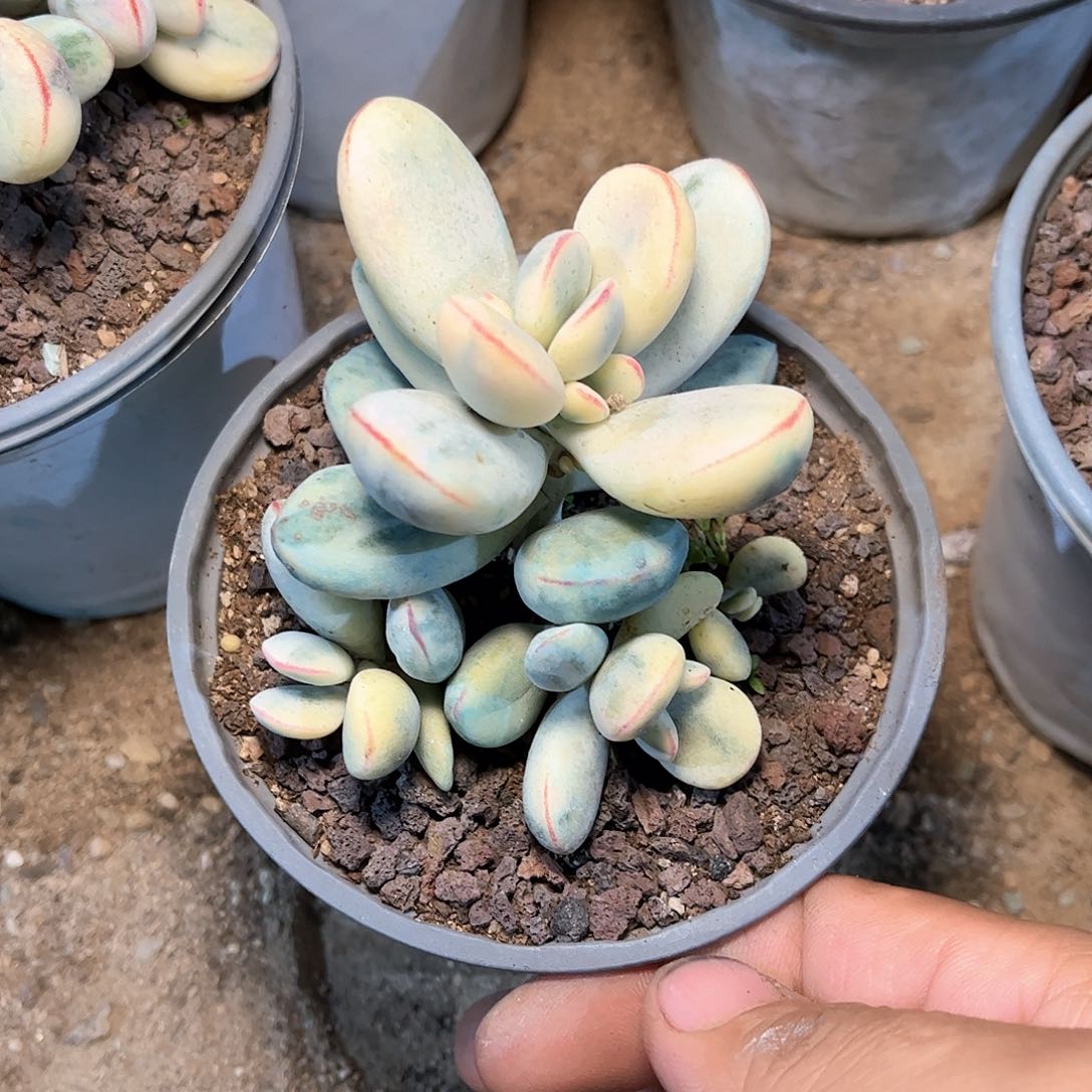 9038乒乓福娘多肉