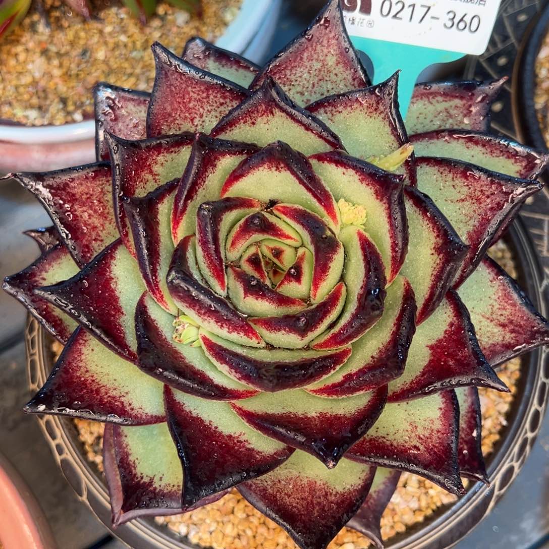 从前慢多肉精选编号0217.360