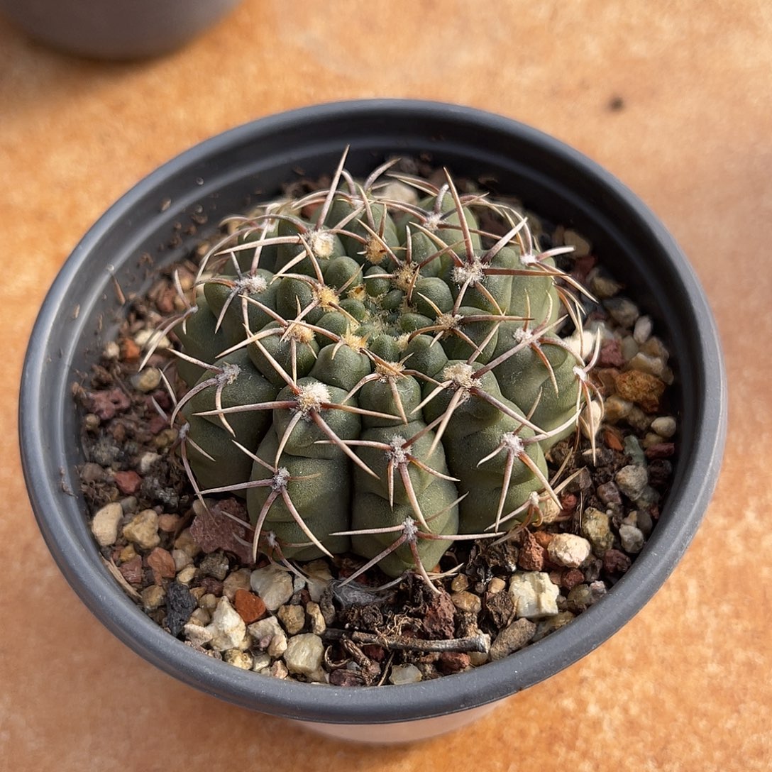 大尤龟甲仙人球一物一拍