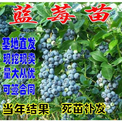 蓝莓苗蓝莓树苗盆栽地栽蓝莓树当年结果南方北方果树苗木蓝莓大苗