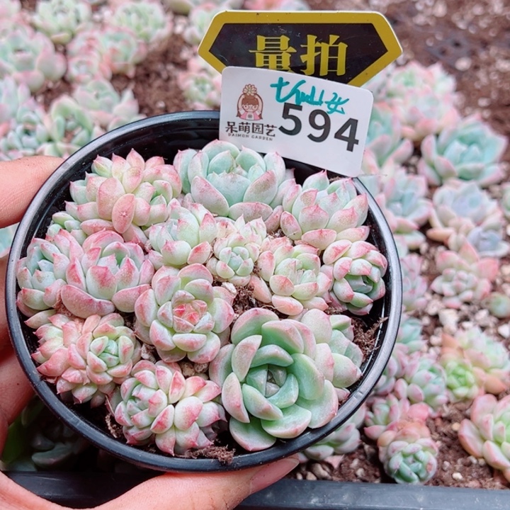 多肉植物多肉植物