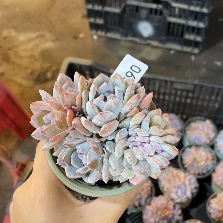 065 满20包邮脱土发货