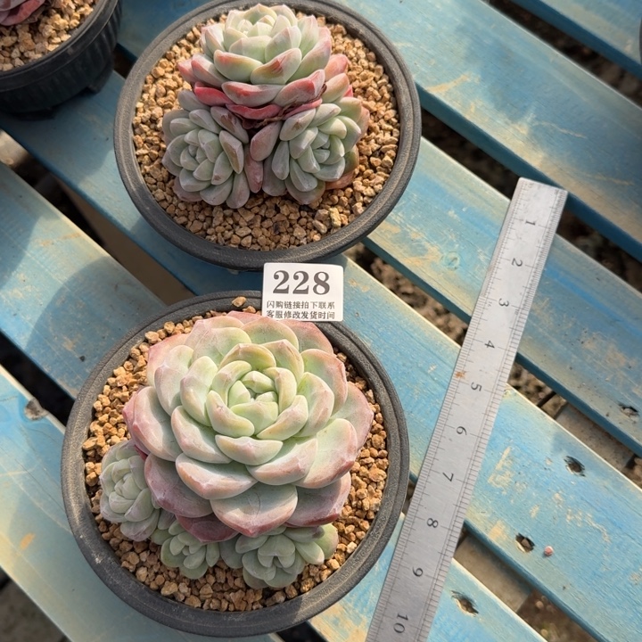 228冰玉2颗10-11cm左右（不包小头掉头）