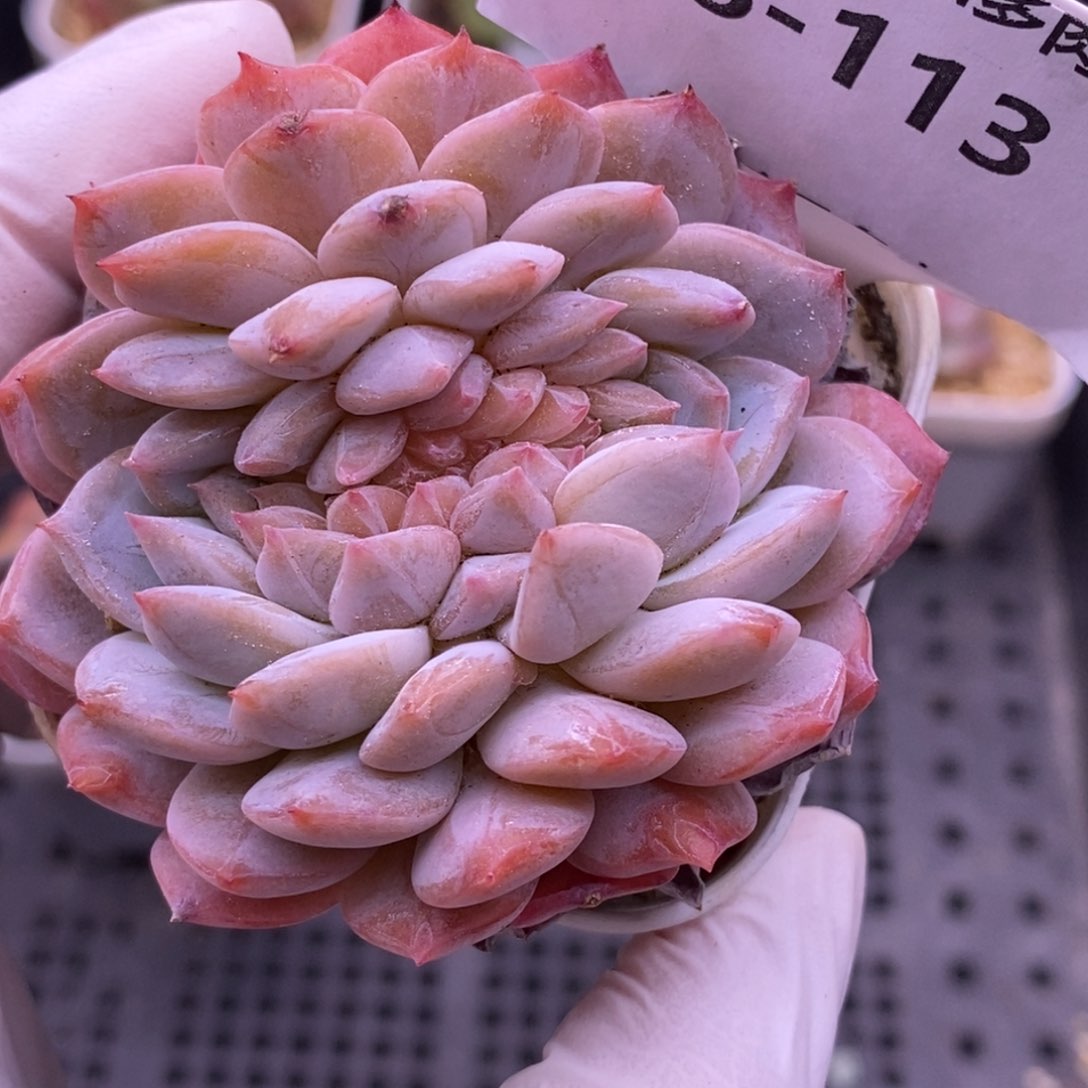 【闪购商品】28-113