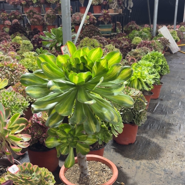 燕姿中班法师多肉植物