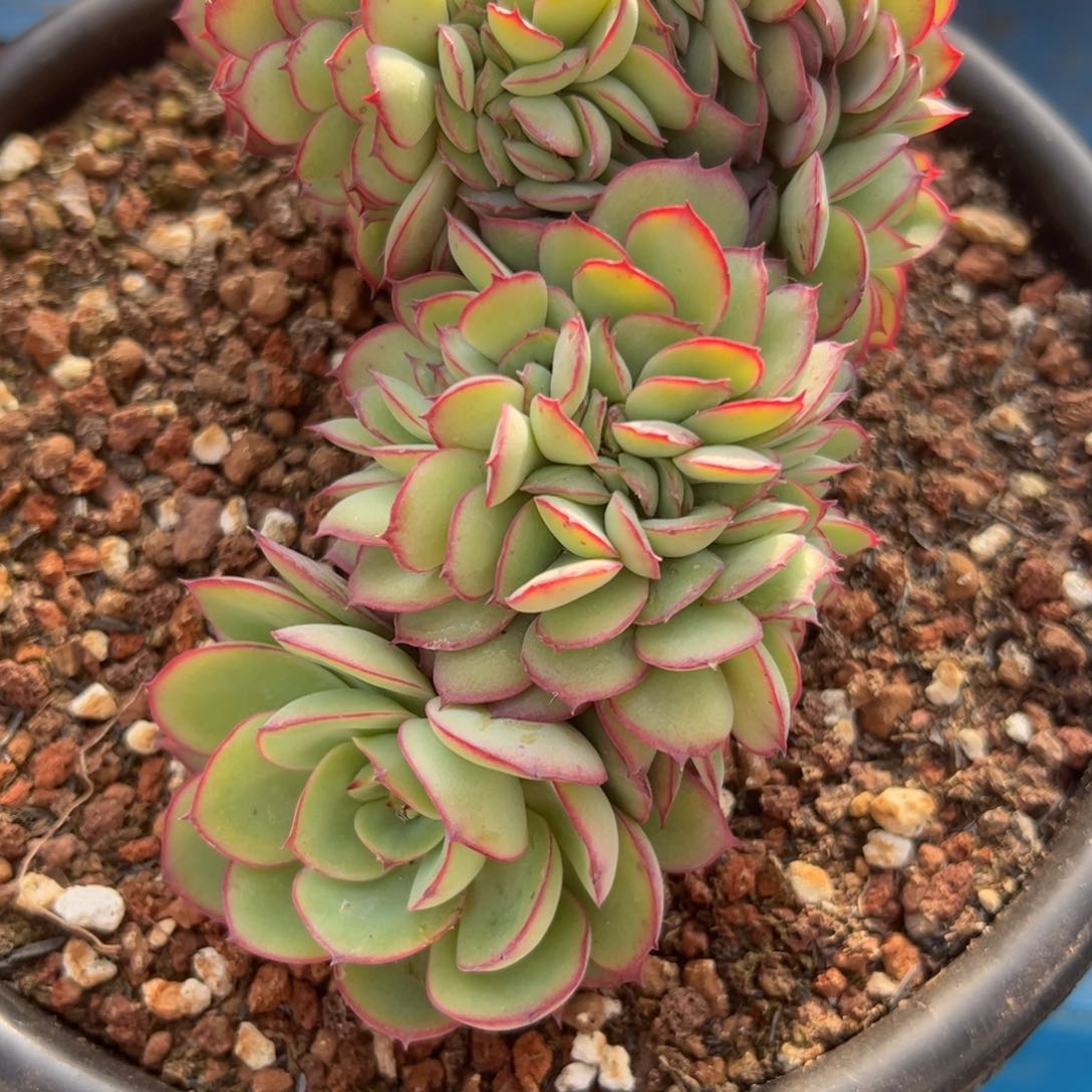 深***明牡丹亭缀，一物一拍