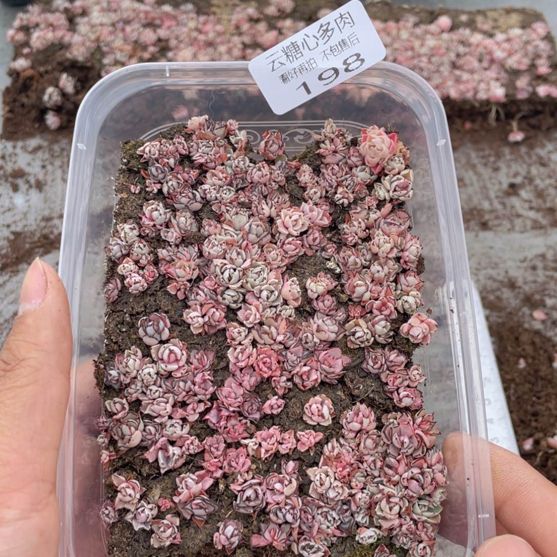云糖心多肉植物198