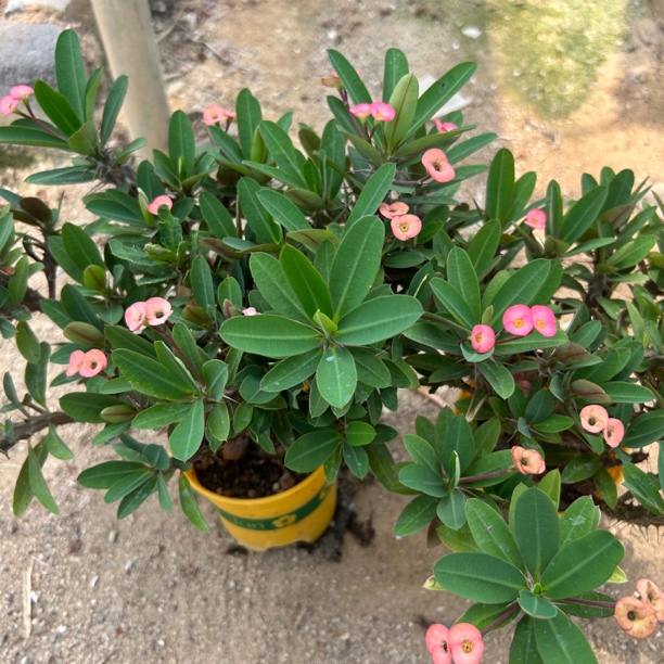 虎刺梅粉色 夏型种绿植盆栽桌面阳台办公室摆件