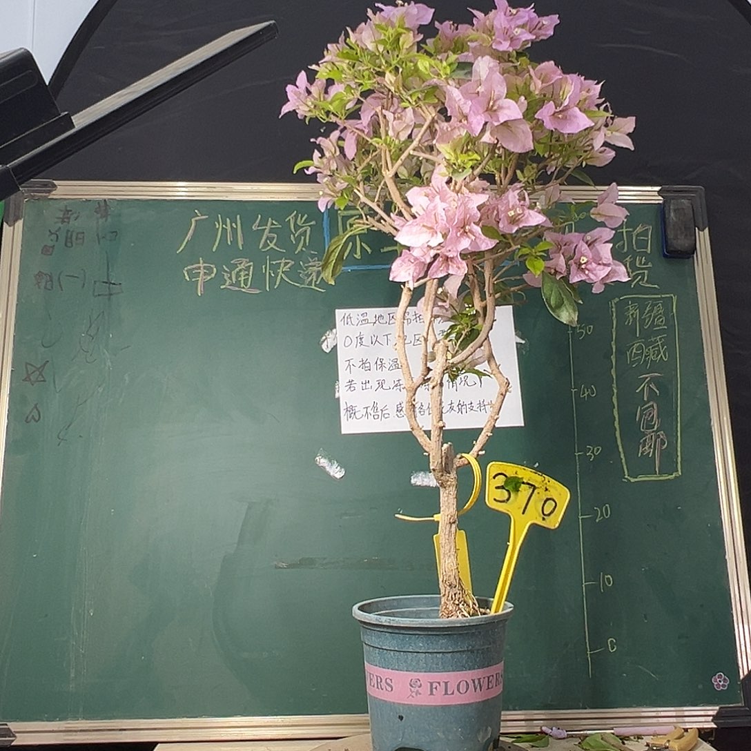 完全开放 福利 88cm 金夫人 原生提根树头 370