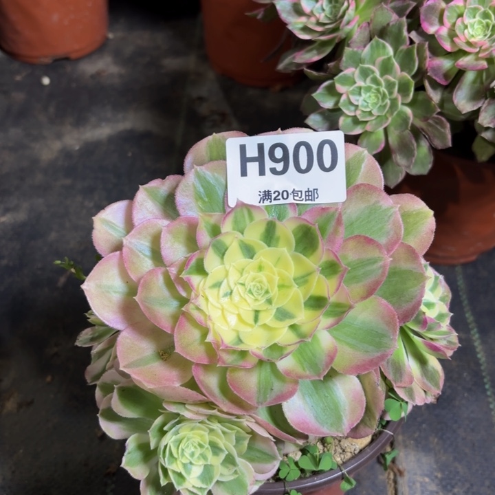 瑞妈多肉植物。900绿体倾城