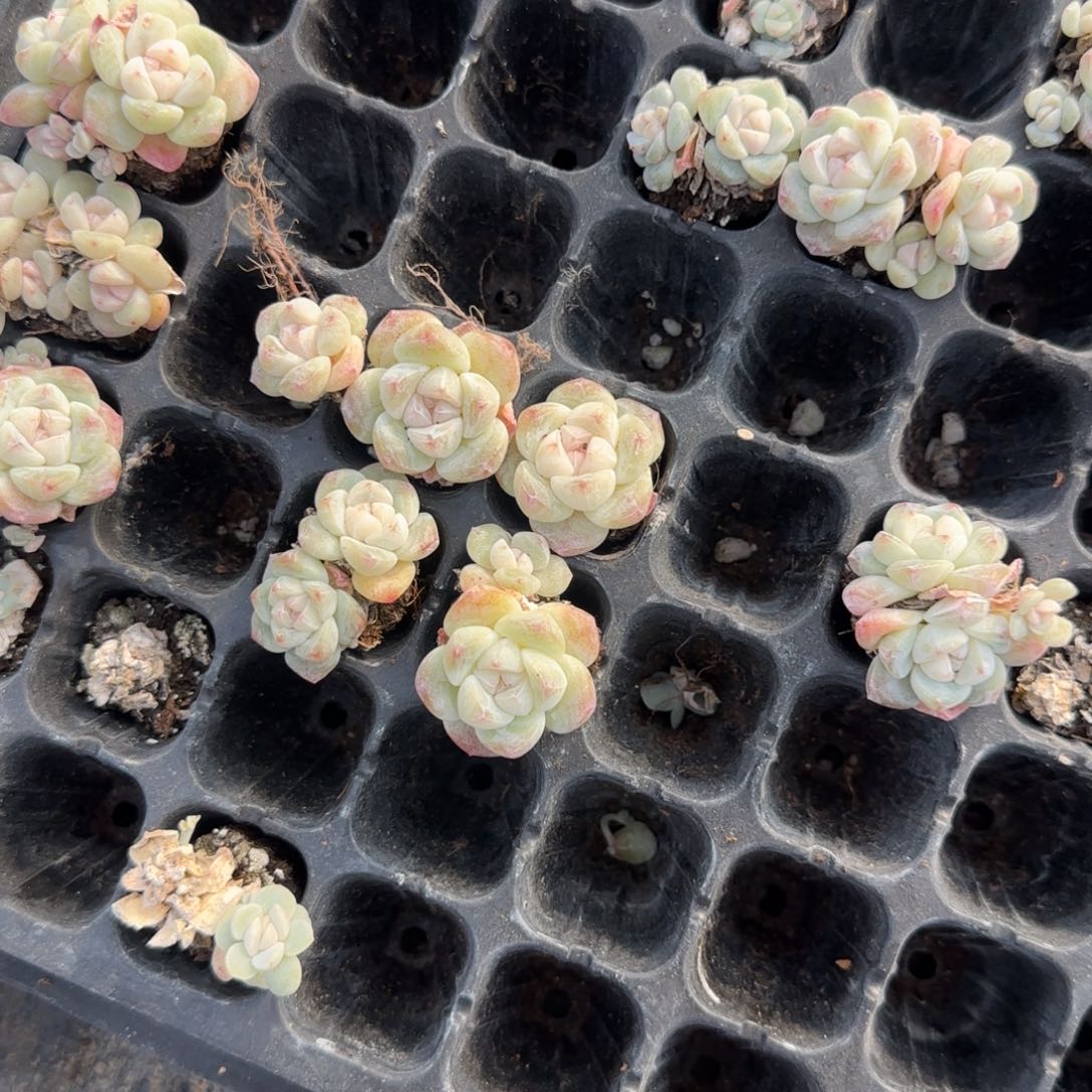 10个翡翠冰玉穴满25包邮