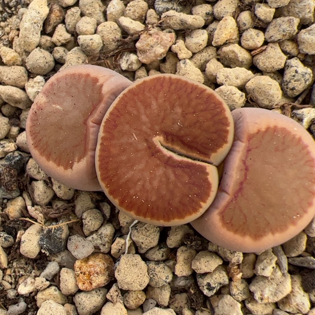 0336号 菊吃豆人 多肉植物