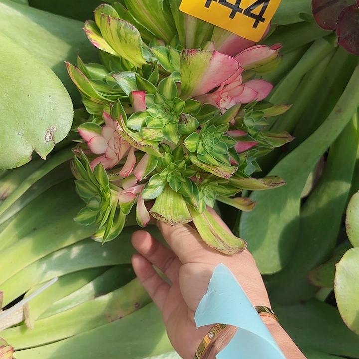 多肉植物知否444