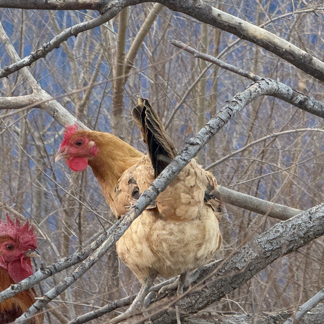 跑山鸡，农家散养母鸡，新鲜宰杀，包邮
