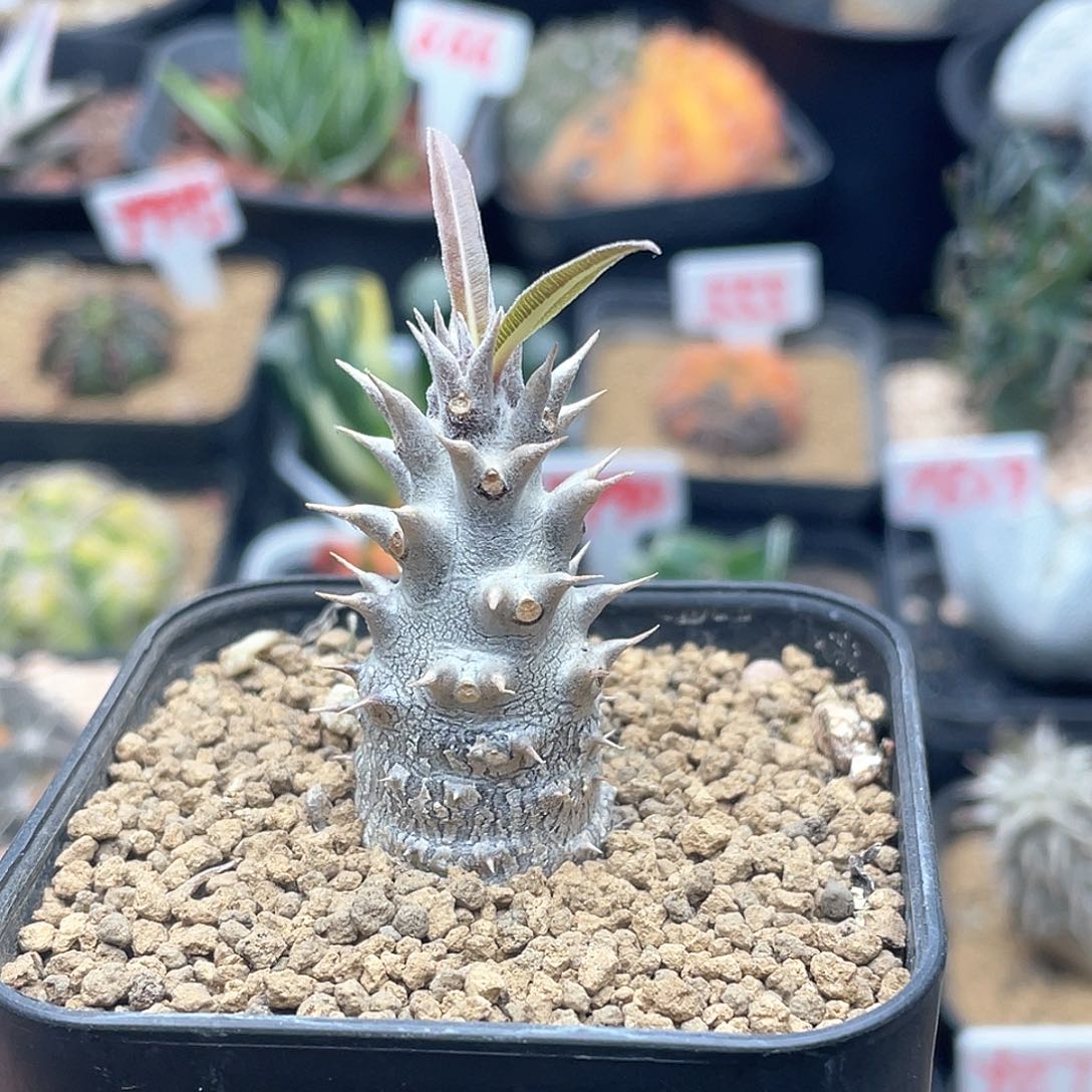 实生巨型惠比大黑 致远多肉