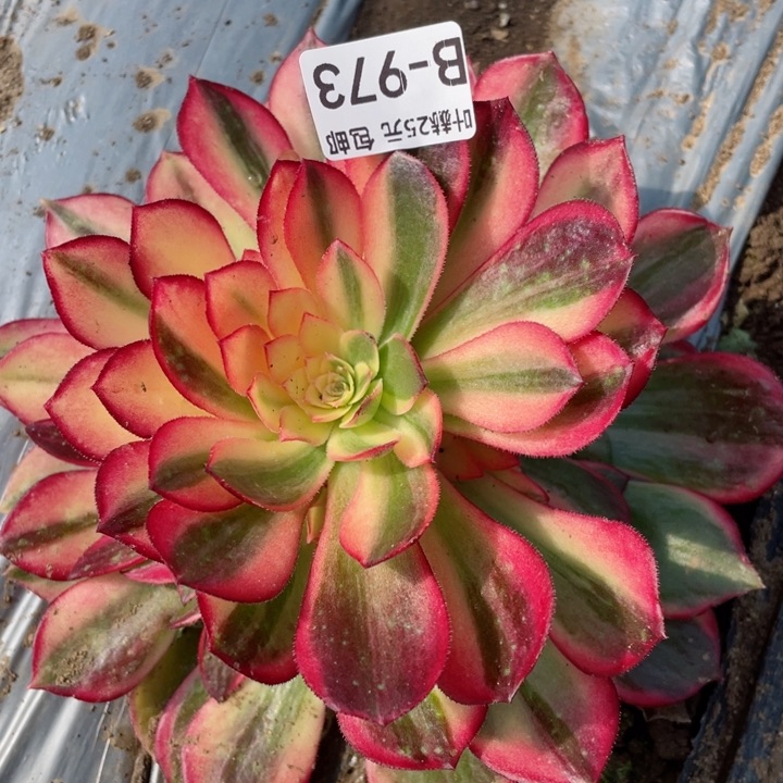 973黑膜锦多肉12345678