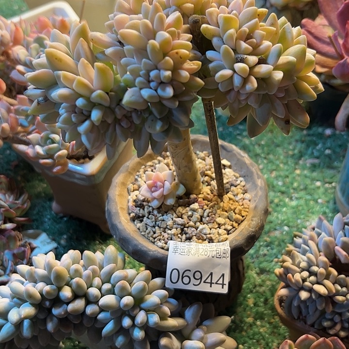 幸运的是我还没遇到幸运