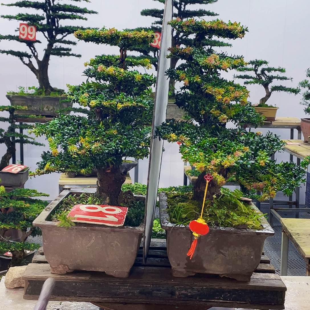 无花朵罗汉松红芽