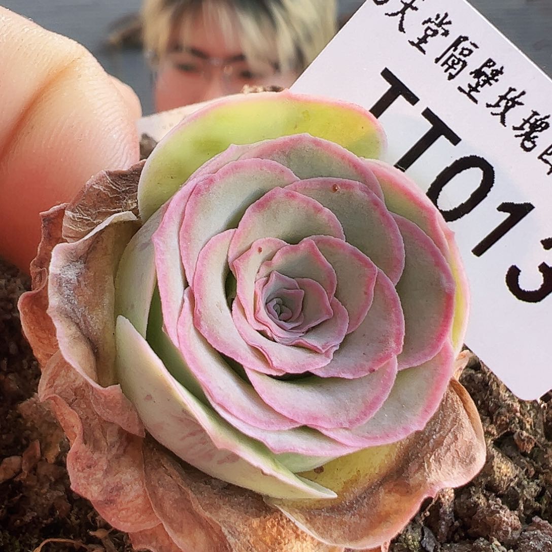 ╰****︶福袋 福袋 福袋 TT013