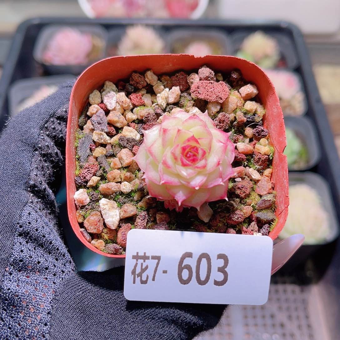 花利美7-603女王