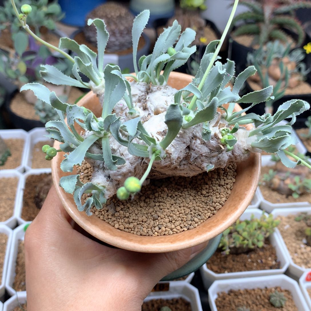 大刨花厚敦菊母本脱土