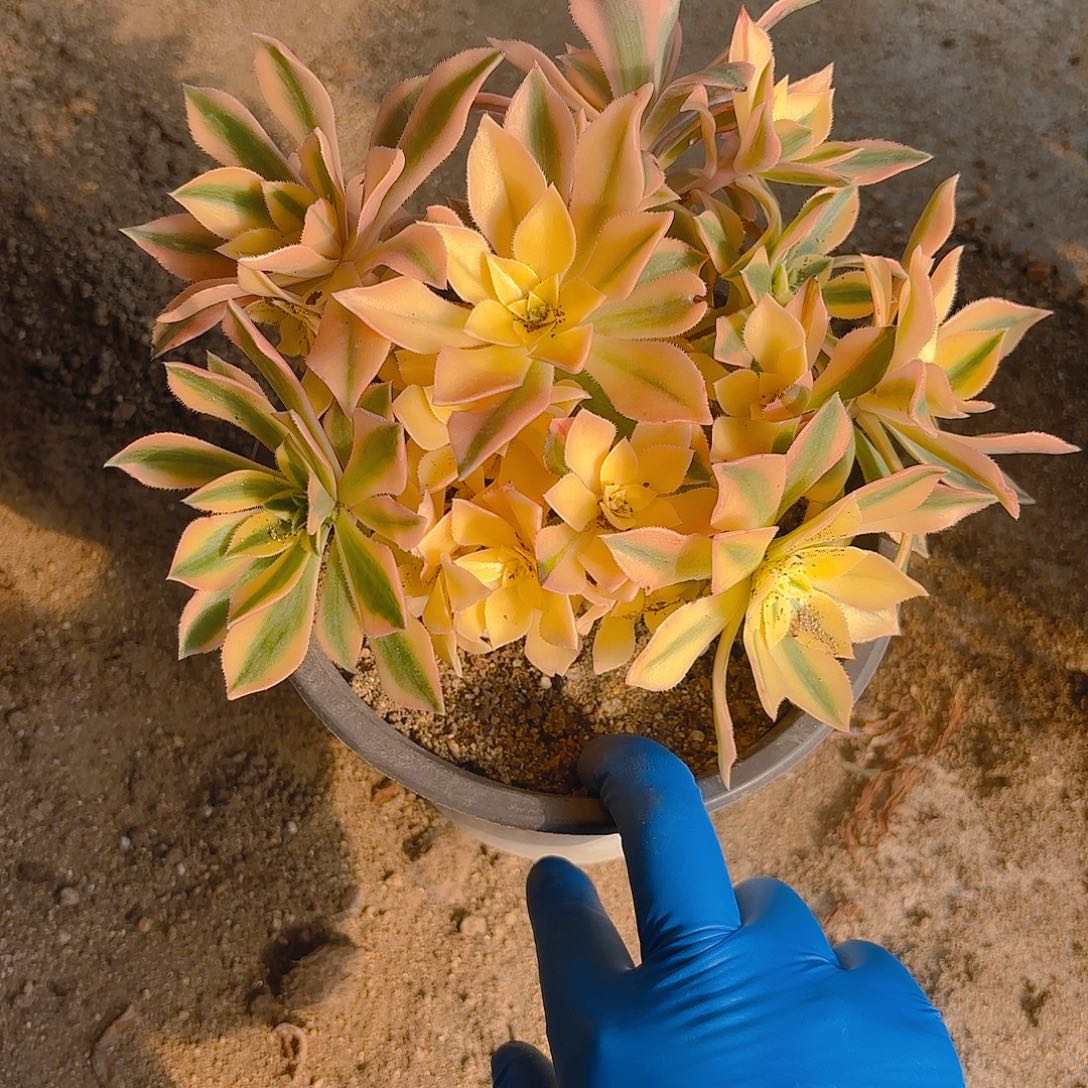 枫叶多肉植物老庄