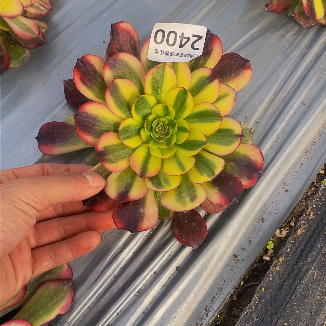 2400黑火狐多肉植物