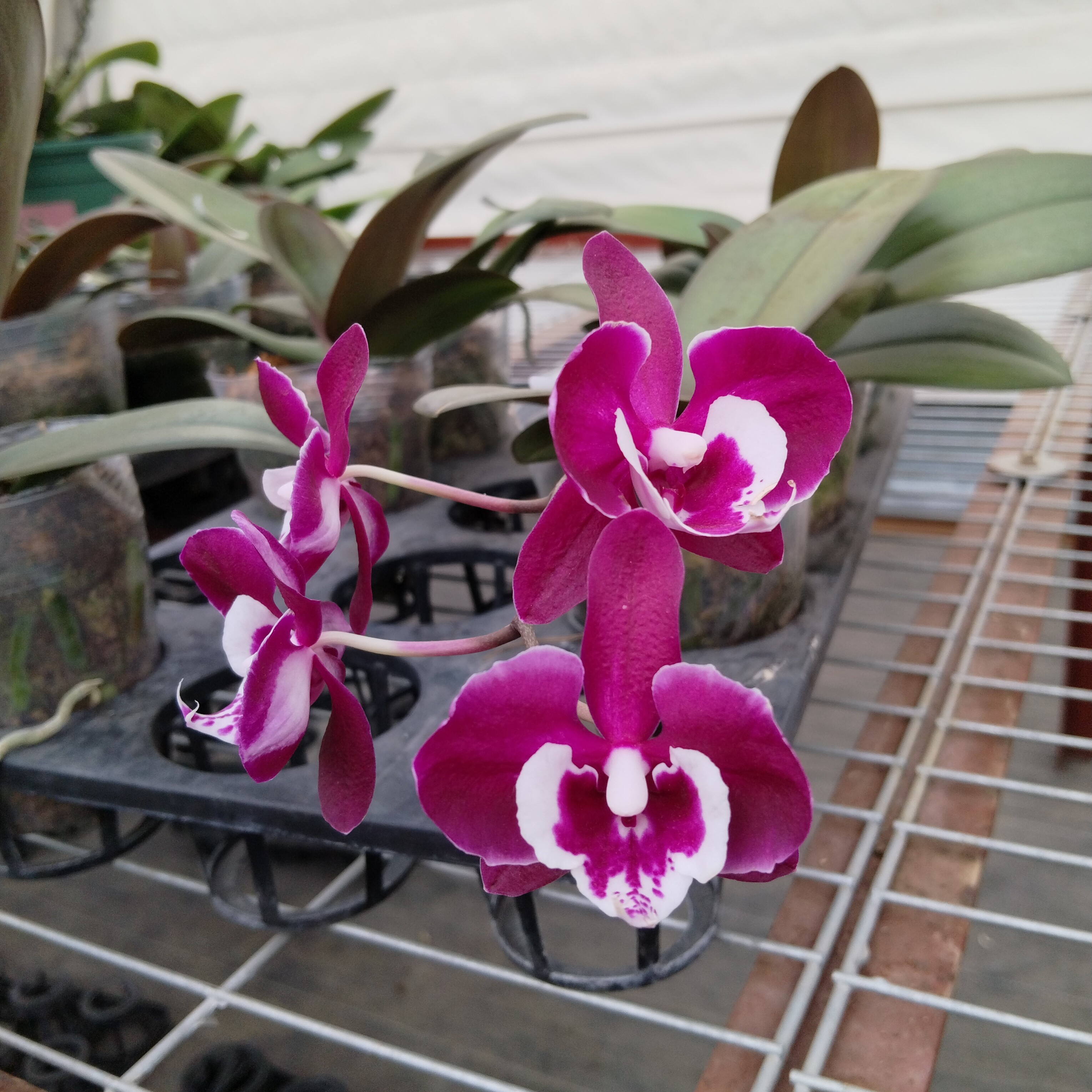 蝴蝶兰-小狐仙1949抽梗苗3.5寸杯（无花 如果发双剑断一个不售后）