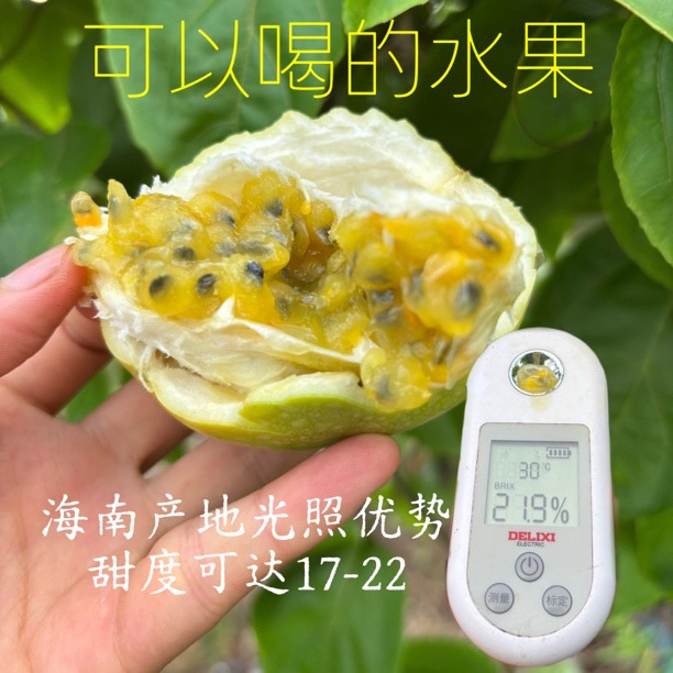 【微醺·海南精品钦蜜九号黄金百香果】自家果园现摘直发7分甜3分酸
