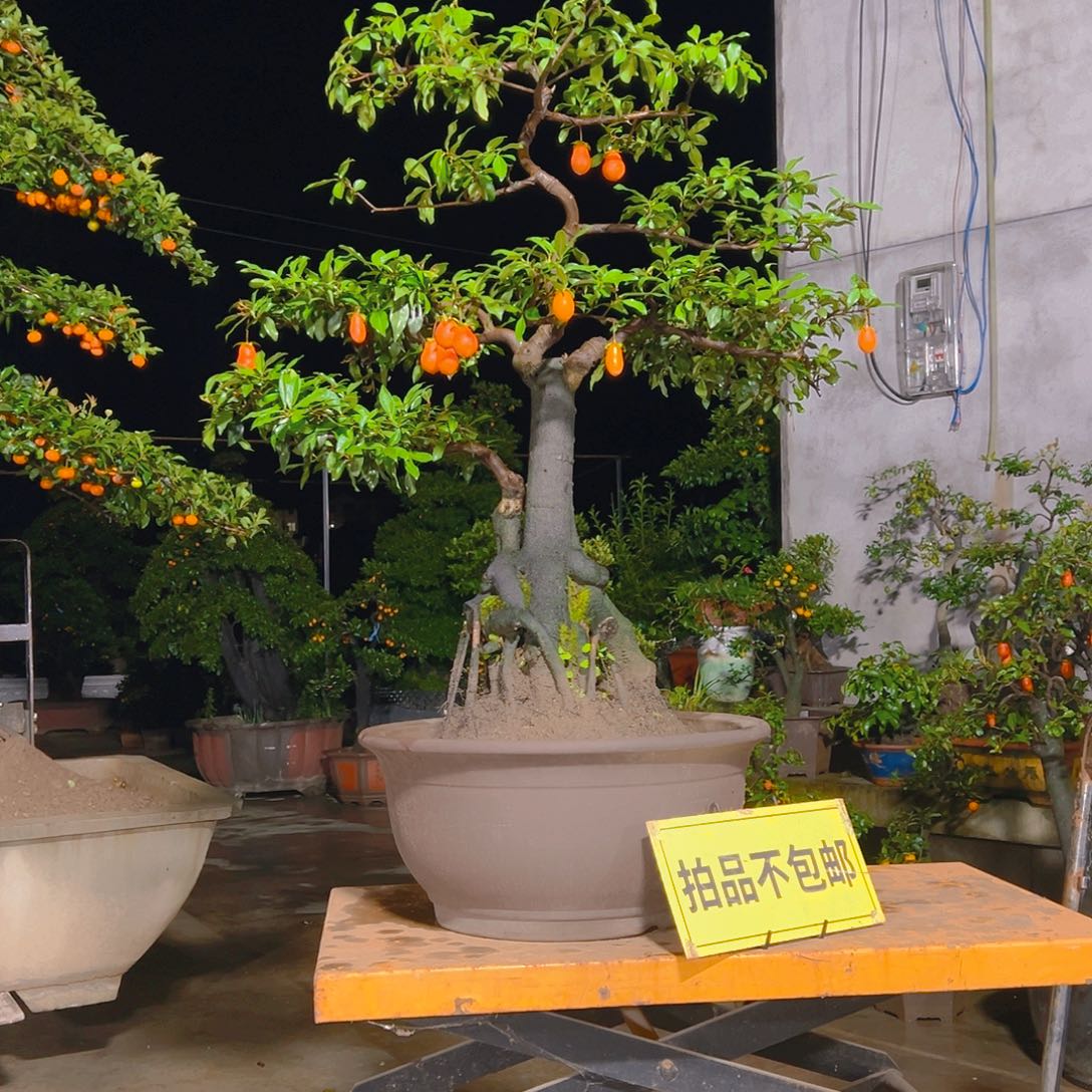 无花朵嫁接金弹子