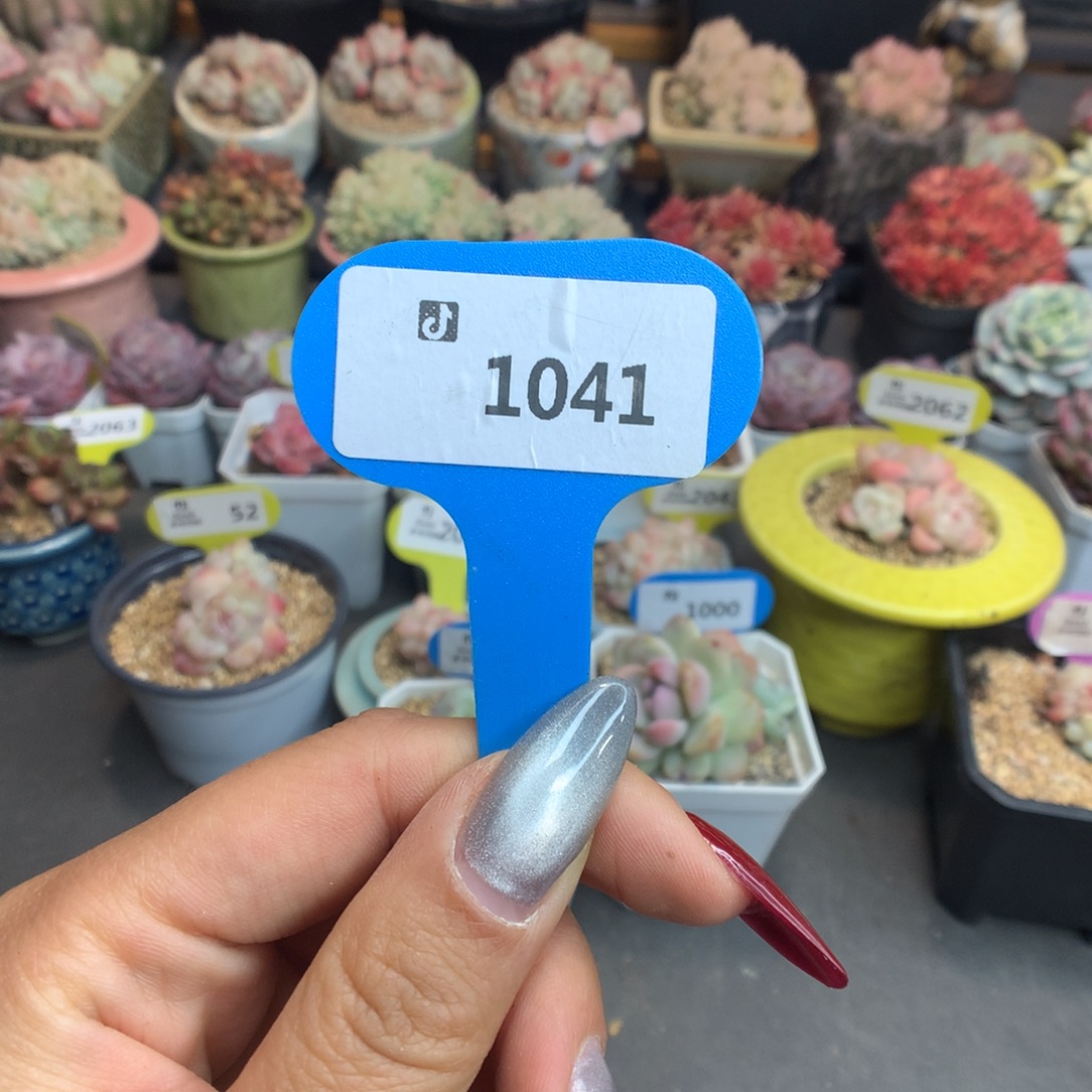 1041新年快乐盲盒多肉