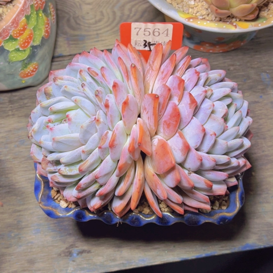 橙子7564多肉植物