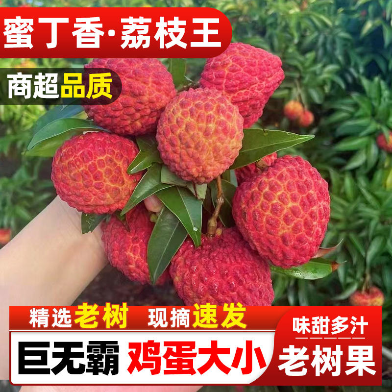 【冷链速运】蜜丁香小核荔枝王 福建产区新鲜多汁当季水果 低