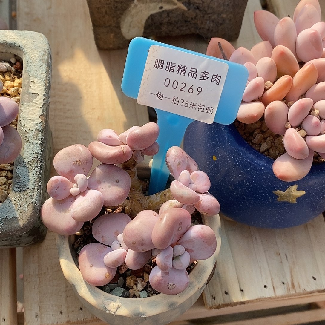 00269奥图码额米咯