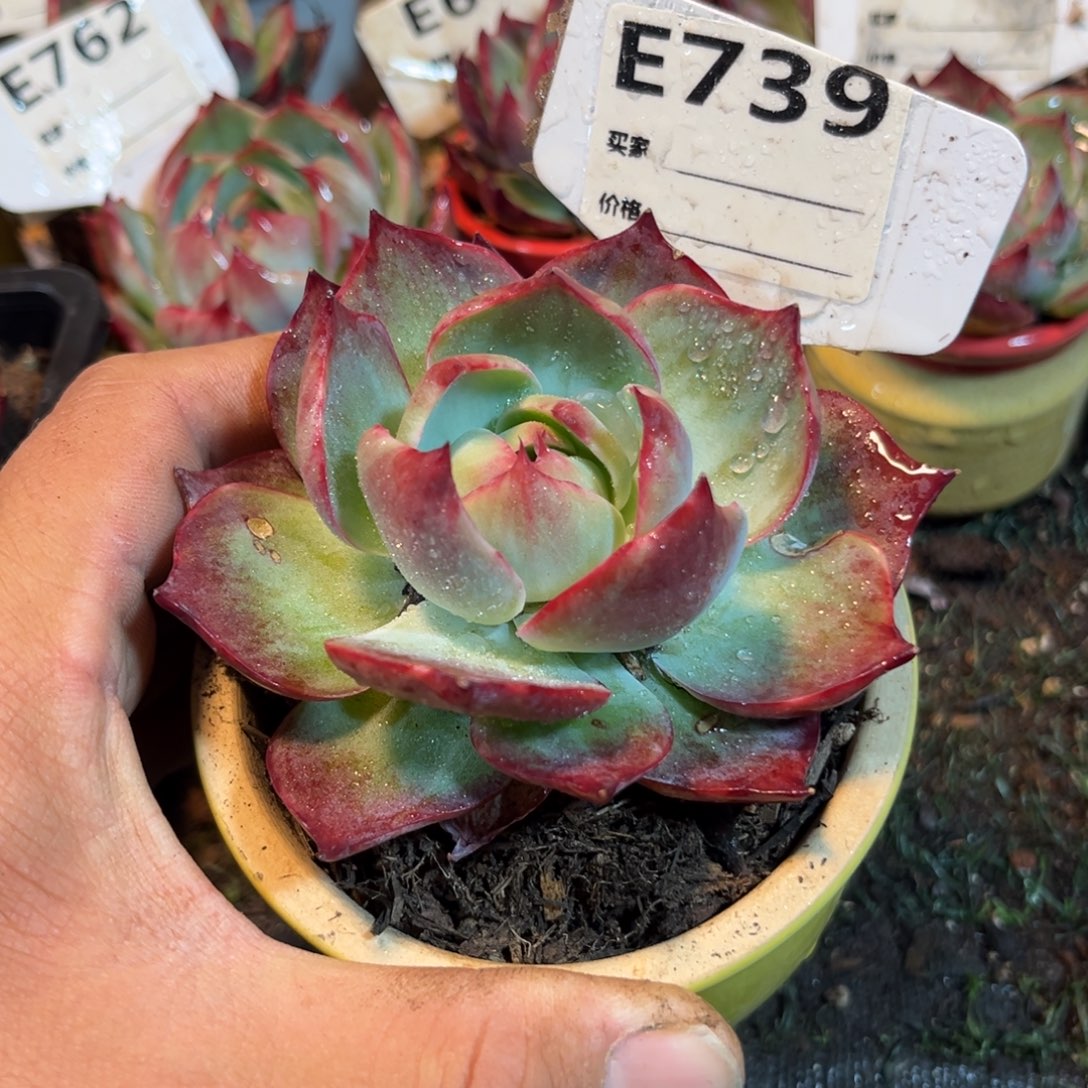 惊鸿一瞥739号多肉有瑕疵